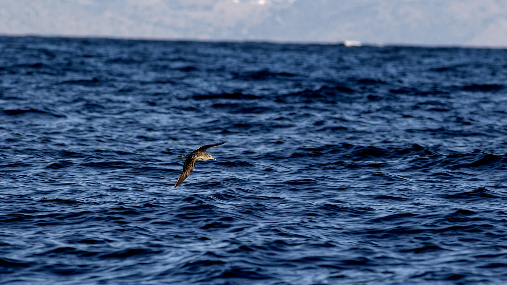 Cory's Shearwater
